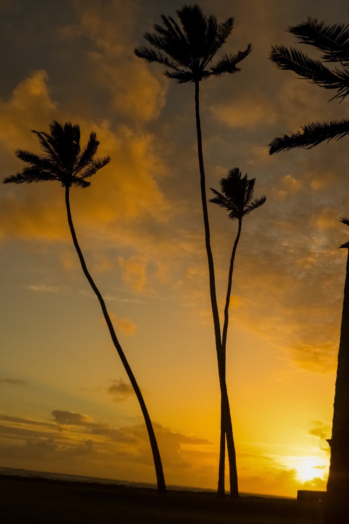 Silhouetted palm trees against a glowing orange and gold sunset