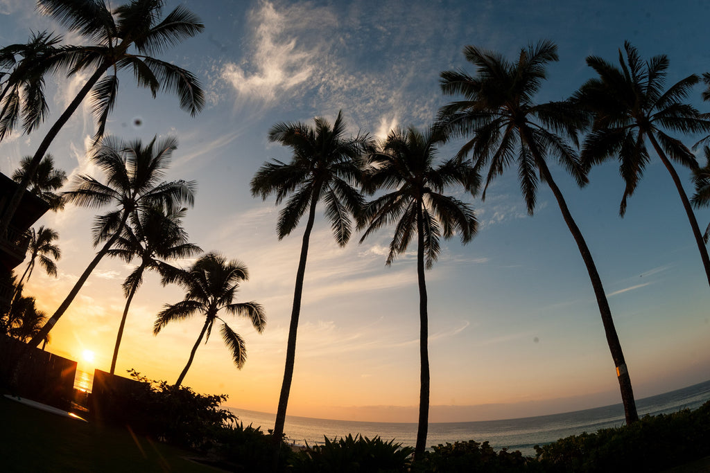 Palm trees silhouetted against a sunset sky over the ocean
