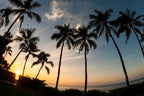 Palm trees silhouetted against a sunset sky over the ocean