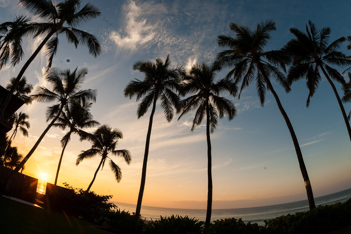 Palm trees silhouetted against a sunset sky over the ocean