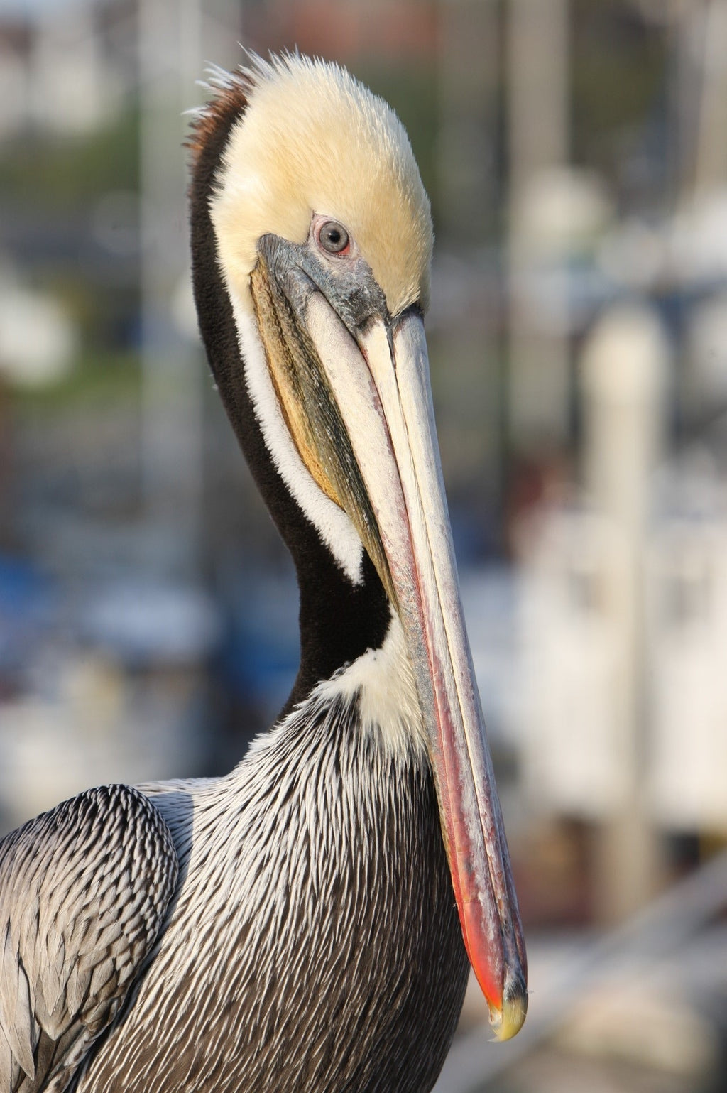Pelican Eye