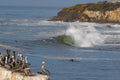 Pelicans lined up on a rock watching a wave break below a cliff