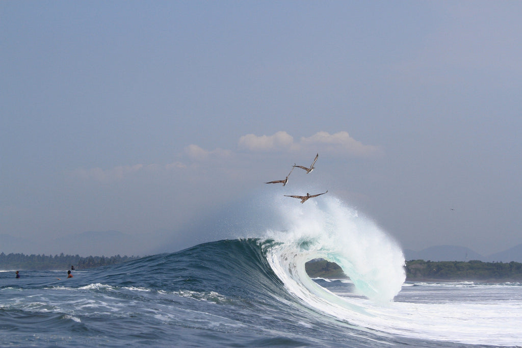 Three pelicans gliding above a wave as it curls and breaks