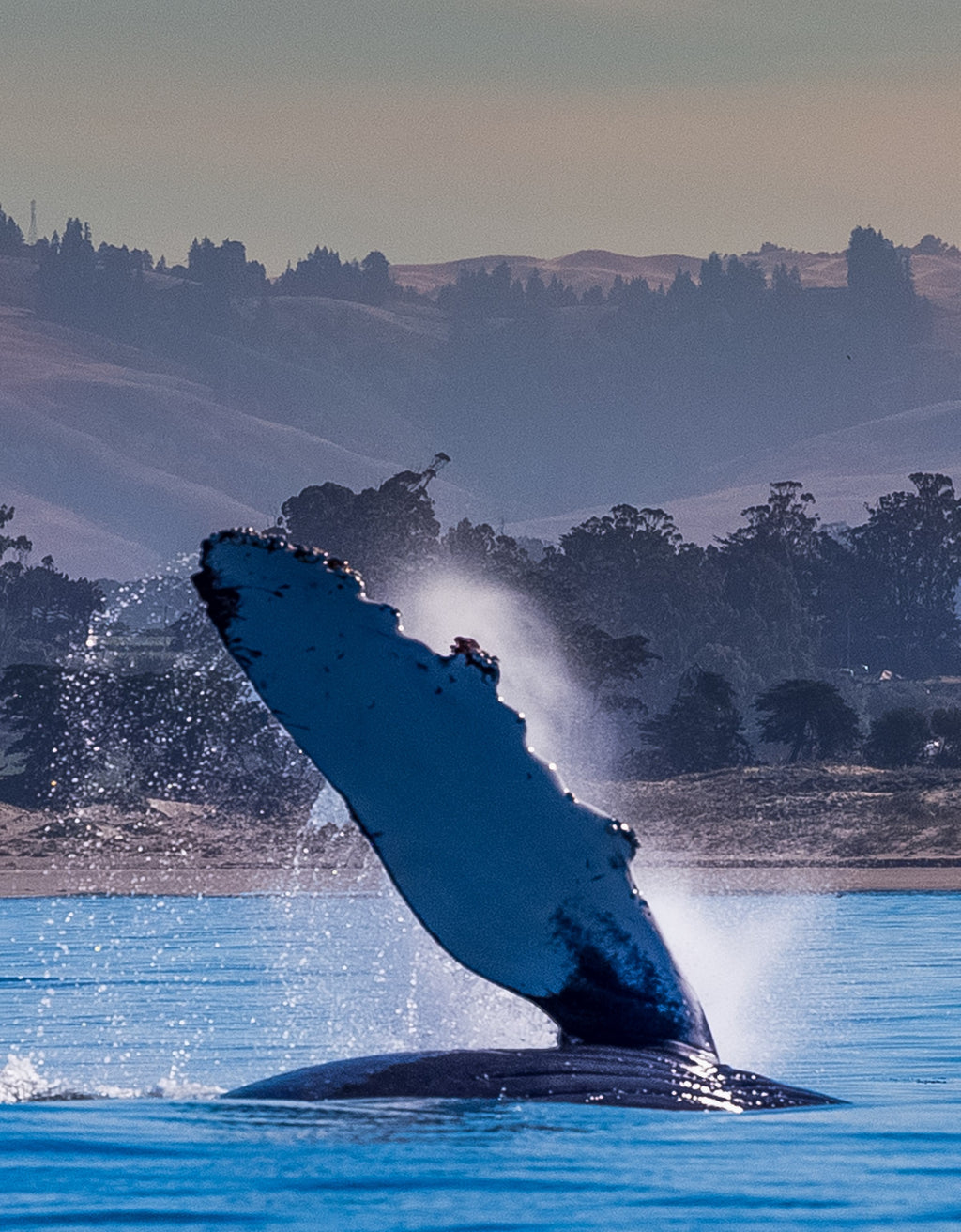 A whale lifting its flipper out of the water in front of green hills