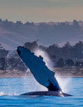 A whale lifting its flipper out of the water in front of green hills