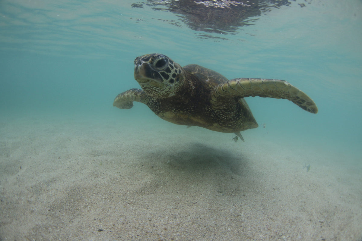 A sea turtle swimming over sand in clear turquoise water