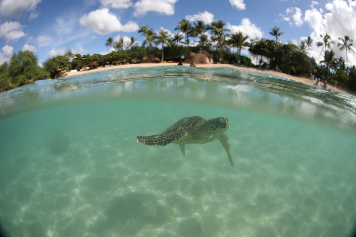 A sea turtle swimming under the surface with a palm-covered beach above the waterline