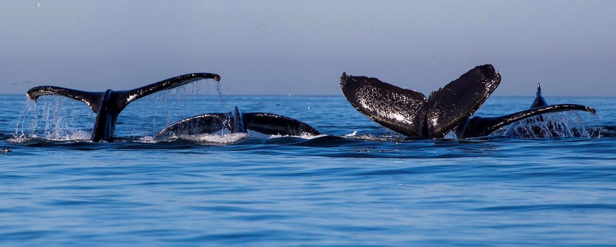 Two whale tails rising out of calm blue water