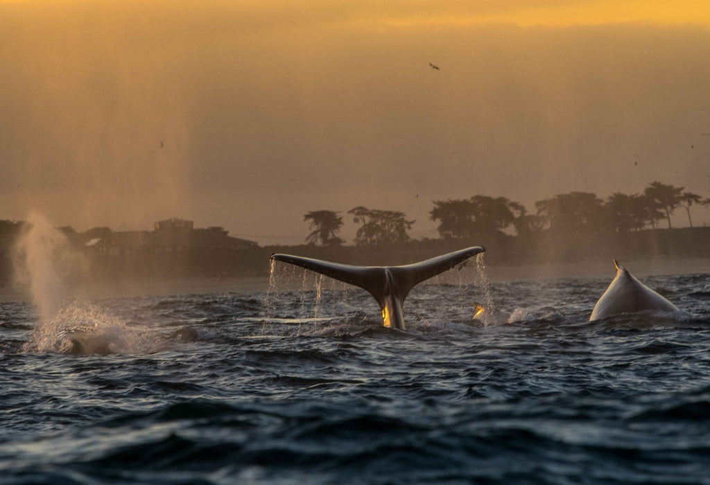 A whale fluke rising above dark water at golden hour with a second whale beside it