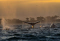 A whale fluke rising above dark water at golden hour with a second whale beside it