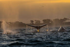 A whale fluke rising above dark water at golden hour with a second whale beside it