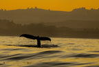 A humpback whale tail rising from golden water at sunset