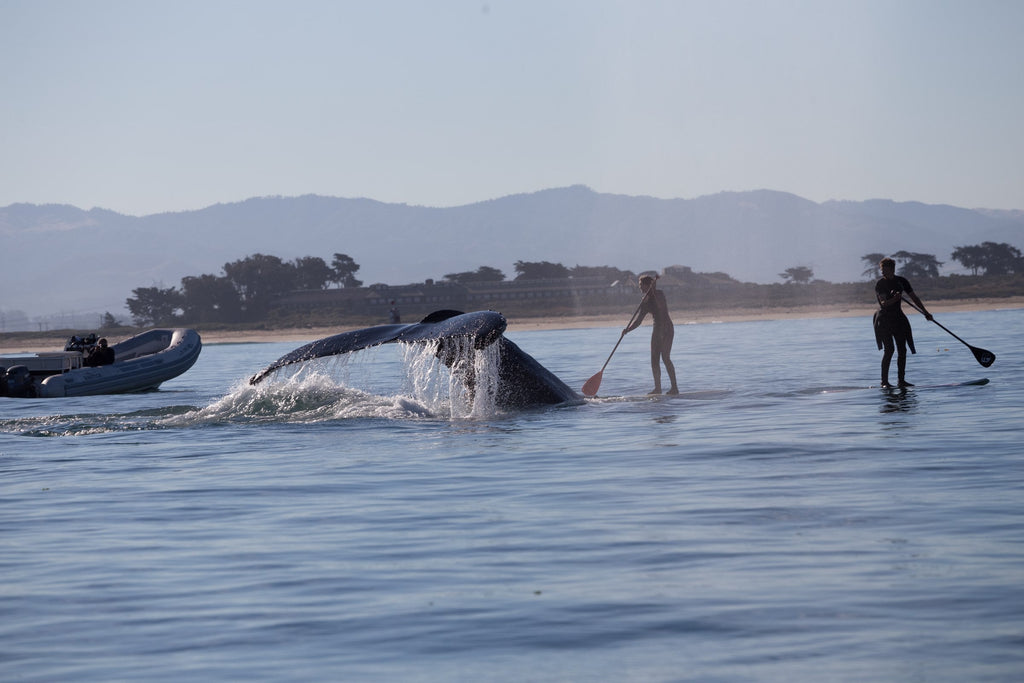 A whale tail rising near two paddleboarders and a boat on calm water