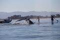 A whale tail rising near two paddleboarders and a boat on calm water