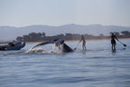 A whale tail rising near two paddleboarders and a boat on calm water