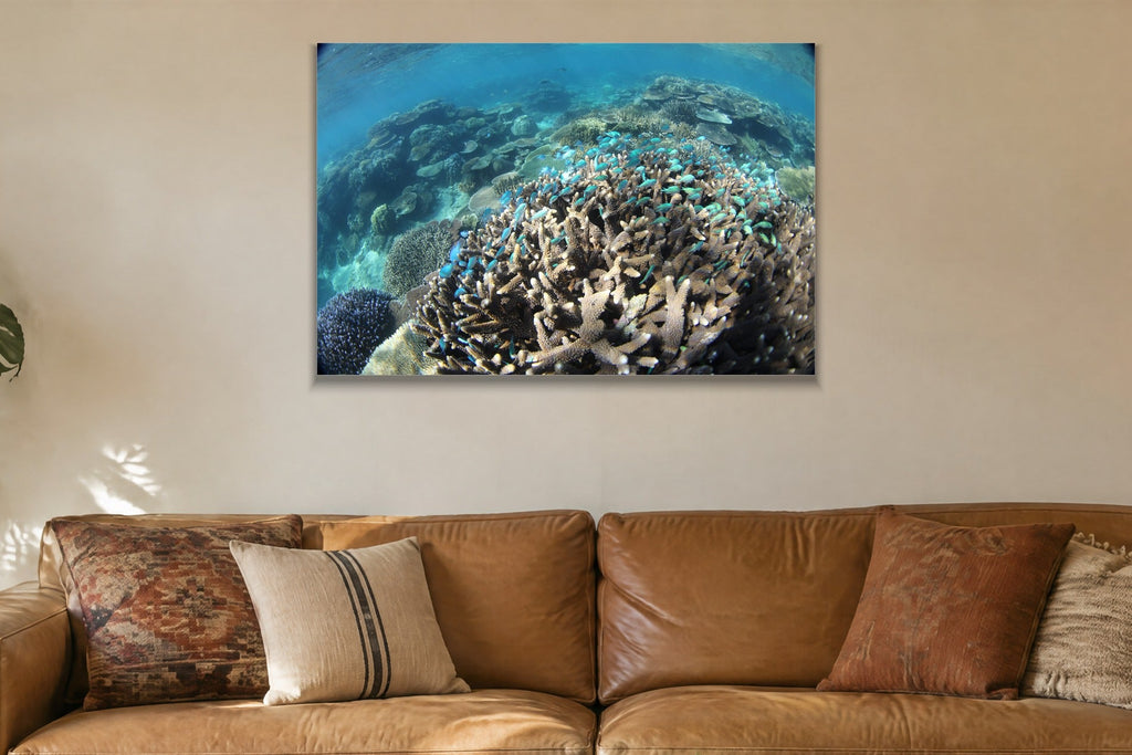 A coral reef full of bright blue fish seen from just below the surface shown large on the wall of a lived-in room