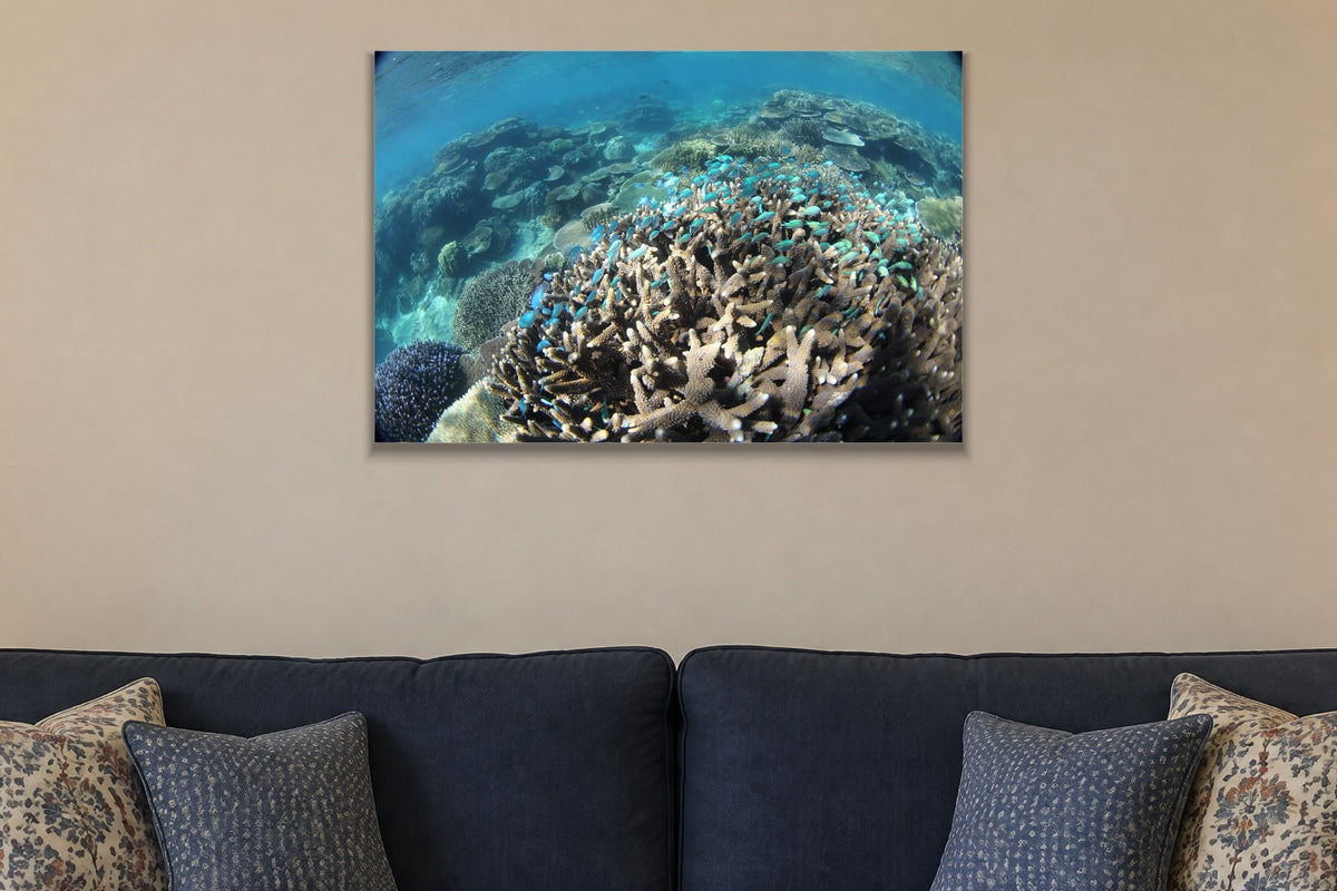 A coral reef full of bright blue fish seen from just below the surface shown large on the wall of a lived-in room
