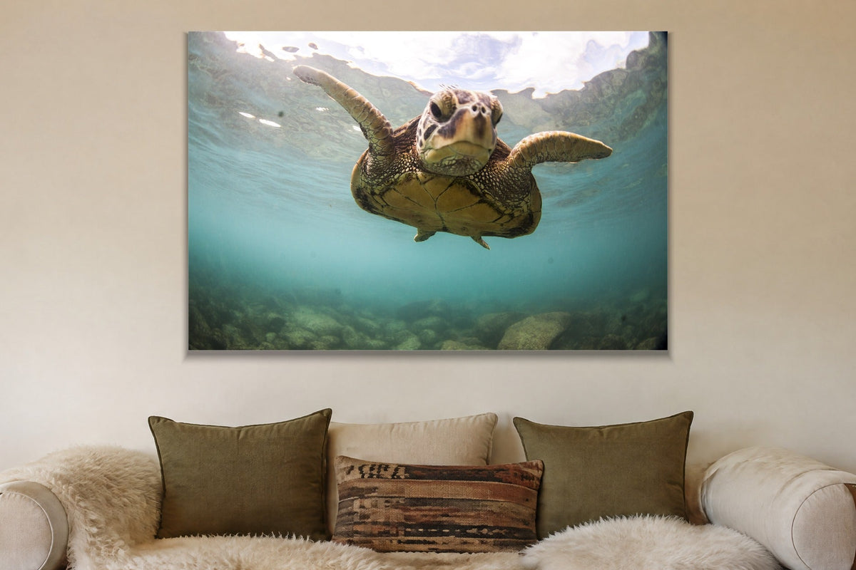 Sea Turtle metal print hanging above furniture in a living space