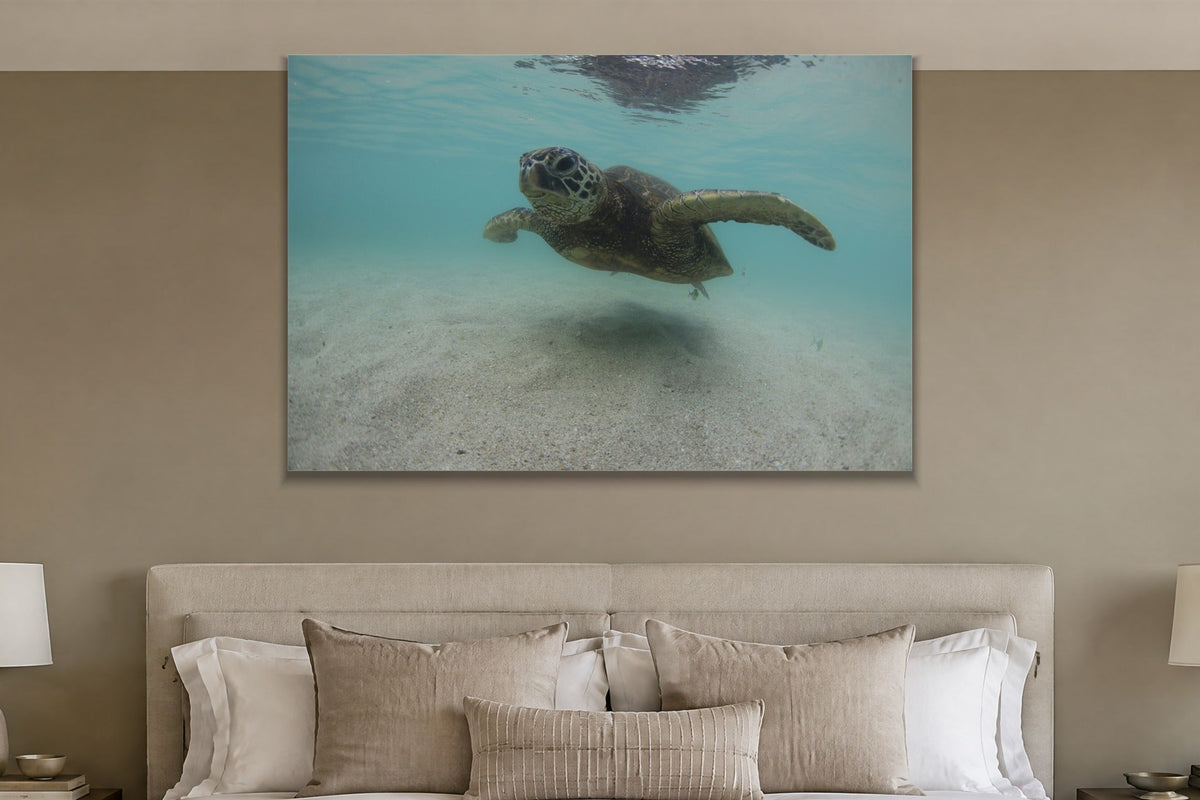 A sea turtle swimming over sand in clear turquoise water shown large on the wall of a lived-in room