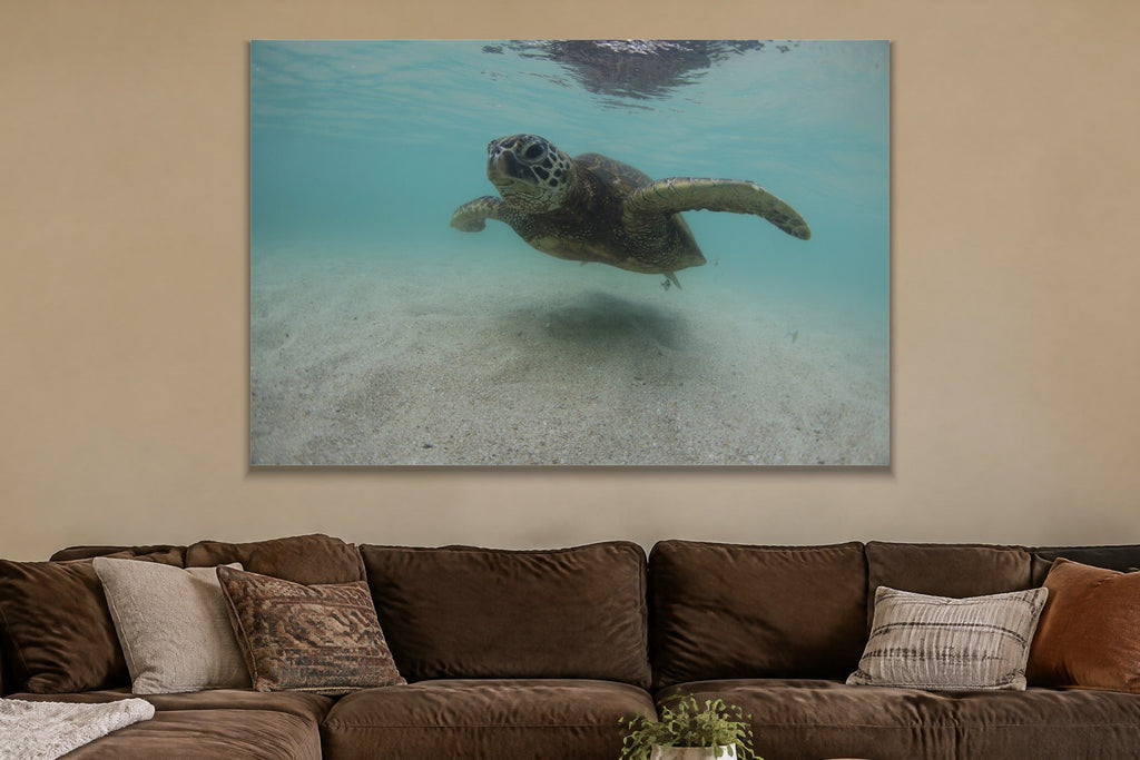 A sea turtle swimming over sand in clear turquoise water shown large on the wall of a lived-in room