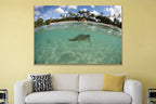A sea turtle swimming under the surface with a palm-covered beach above the waterline shown large on the wall of a lived-in room